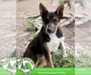 Australian Shepherd-Unknown Mix Dogs for adoption in Stroudsburg, PA, USA