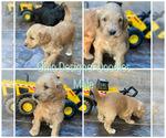 Small Photo #8 Goldendoodle Puppy For Sale in BELLVILLE, OH, USA