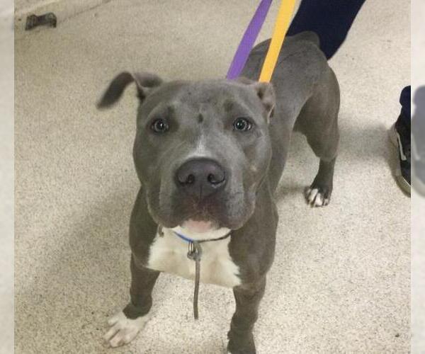 Medium Photo #1 American Pit Bull Terrier Puppy For Sale in Riverside, CA, USA