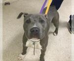 Small American Pit Bull Terrier
