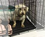 Small #1 Bichon Frise