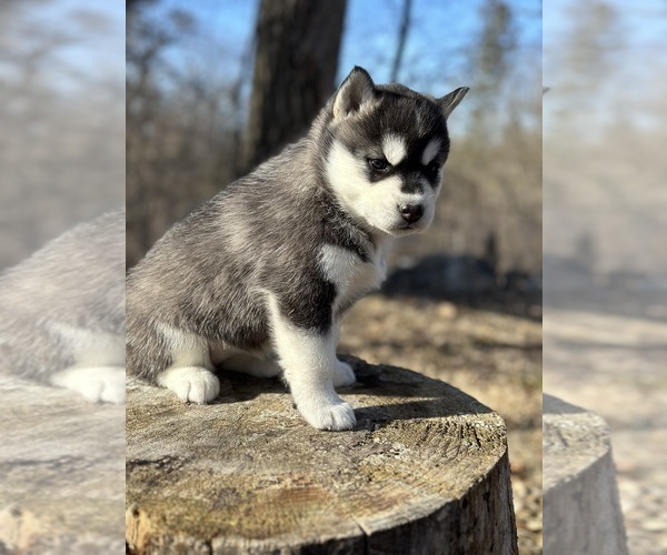 Medium Photo #8 Siberian Husky Puppy For Sale in STAPLES, MN, USA