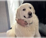 Small #2 Great Pyrenees