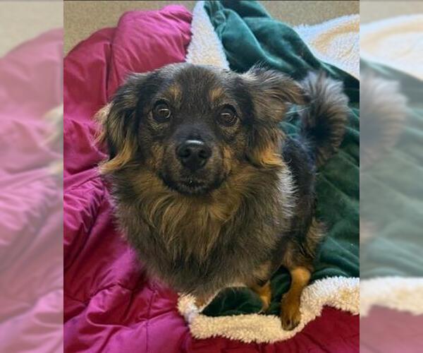 Medium Photo #1 Pomeranian-Unknown Mix Puppy For Sale in San Martin, CA, USA