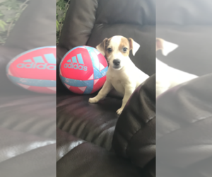 Jack Russell Terrier Puppy for sale in CHARITON, IA, USA