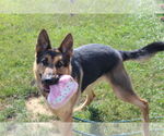 Small German Shepherd Dog