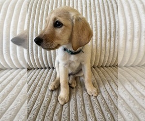 Medium Labrador Retriever