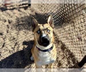 Gerberian Shepsky Dogs for adoption in Fort Collins, CO, USA