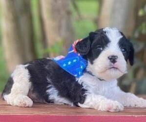Cavapoo Puppy for sale in HICKORY, NC, USA