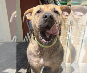 Labrador Retriever-Unknown Mix Dogs for adoption in The Woodlands, TX, USA