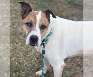American Pit Bull Terrier-Unknown Mix Dogs for adoption in Princeton, MN, USA