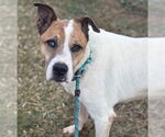 Small American Pit Bull Terrier Mix