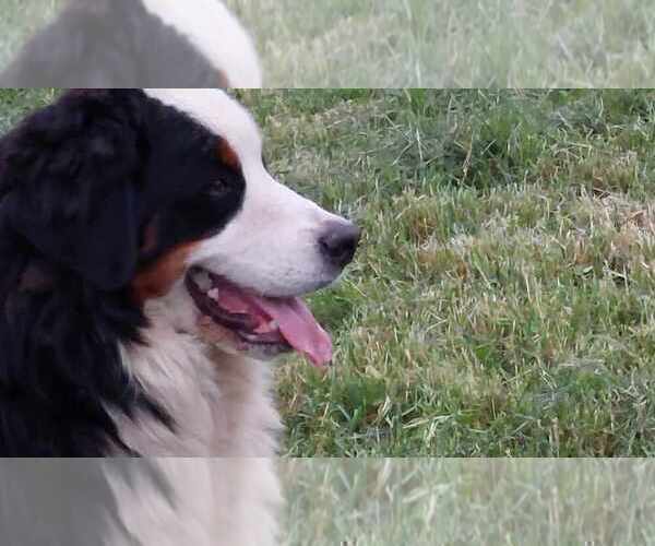 Medium Photo #8 Bernese Mountain Dog Puppy For Sale in Hatvan, Heves, Hungary
