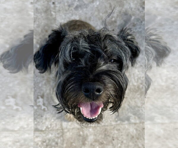 Medium Photo #3 - Mix Puppy For Sale in Boca Raton, FL, USA