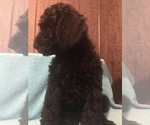 Small Photo #4 Poodle (Standard) Puppy For Sale in WEST UNITY, OH, USA