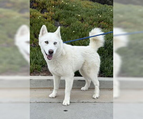 Medium Photo #1 Siberian Husky Puppy For Sale in Salinas, CA, USA