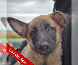 Mutt Dogs for adoption in Huntley, IL, USA