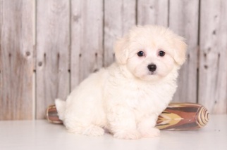 Maltichon Puppy for sale in MOUNT VERNON, OH, USA