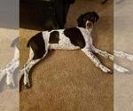 Small Photo #2 German Shorthaired Pointer Puppy For Sale in HAYDEN, ID, USA
