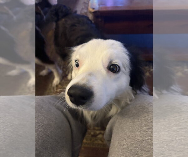Medium Photo #6 Australian Shepherd Puppy For Sale in Dallas, TX, USA