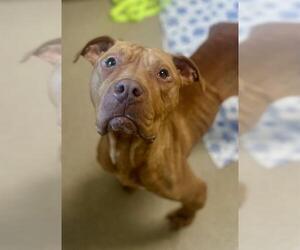 American Staffordshire Terrier Dogs for adoption in Newton, NC, USA