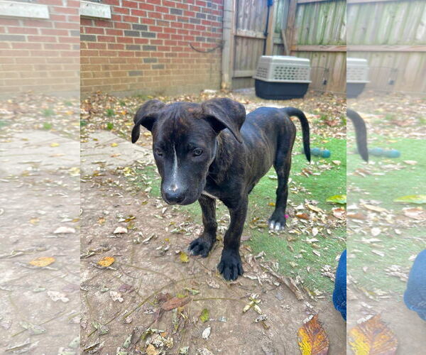 Medium Photo #24 American Staffordshire Terrier-Unknown Mix Puppy For Sale in Germantown, OH, USA