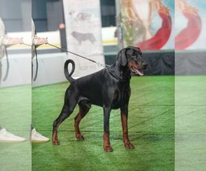 Father of the Doberman Pinscher puppies born on 06/20/2025