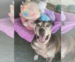 Small #7 American Pit Bull Terrier Mix