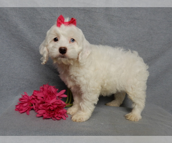 Medium Photo #2 Cockapoo (Miniature) Puppy For Sale in WOOSTER, OH, USA