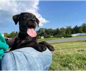 Labrador Retriever-Plott Hound Mix Dogs for adoption in Nazareth, PA, USA