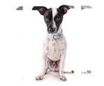 Small Photo #2 Jack-Rat Terrier Puppy For Sale in Newport Beach, CA, USA