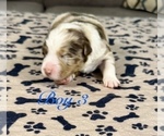 Small Photo #43 Australian Shepherd Puppy For Sale in SALISBURY, NC, USA