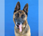 Small German Shepherd Dog