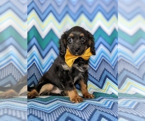 Cavapoo Puppy for sale in NOTTINGHAM, PA, USA