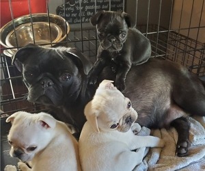Mother of the Pug puppies born on 04/07/2025