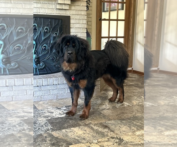 Medium Photo #1 Tibetan Mastiff Puppy For Sale in LITTLE CANADA, MN, USA