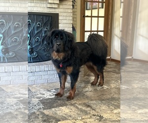 Mother of the Tibetan Mastiff puppies born on 01/17/2025
