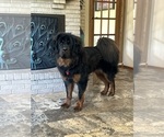 Small Photo #1 Tibetan Mastiff Puppy For Sale in LITTLE CANADA, MN, USA