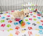 Small #6 Maltese-Poodle (Toy) Mix