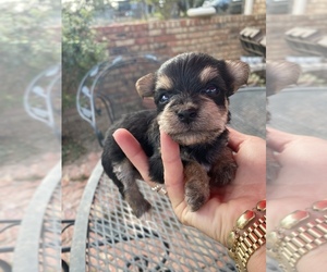 Yo-Chon Puppy for sale in INGRAM, TX, USA