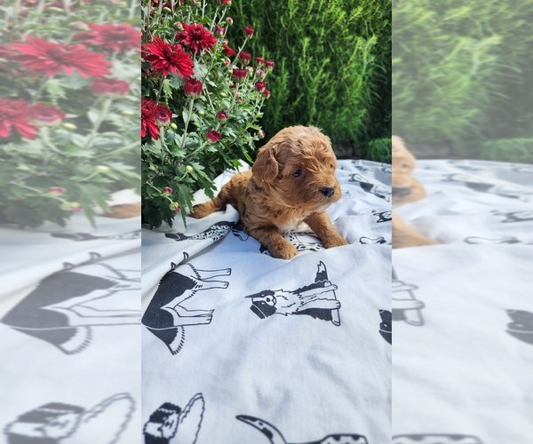 Medium Photo #4 Cavapoo mix (+ Poodle Miniature) Puppy For Sale in GREENWOOD, WI, USA