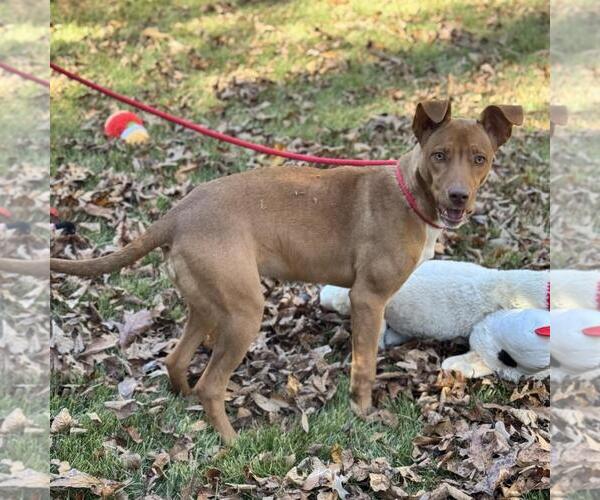 Medium Photo #2 Unknown-Vizsla Mix Puppy For Sale in Yardley, PA, USA