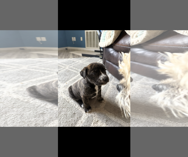 Medium Photo #2 American Staffordshire Terrier-Unknown Mix Puppy For Sale in Holly Springs, NC, USA