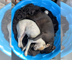 Small Photo #8 Staffordshire Bull Terrier Puppy For Sale in Maryville, TN, USA