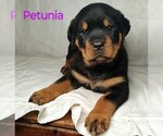Puppy Petunia Rottweiler