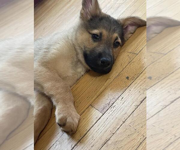 Medium Photo #1 Mutt Puppy For Sale in Andover, MN, USA