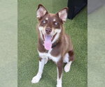 Small #11 Australian Kelpie-Siberian Husky Mix