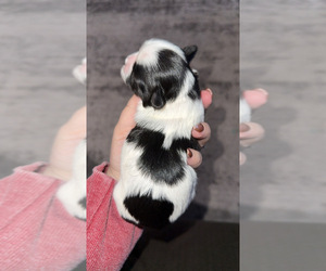 Shih Tzu Puppy for sale in HINCKLEY, MN, USA
