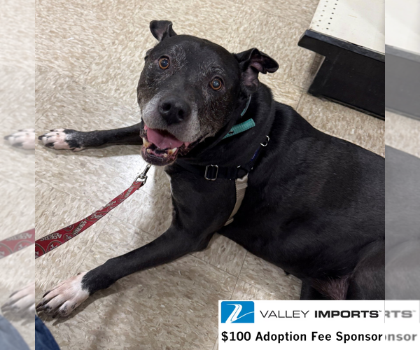 Medium Photo #2 Mutt Puppy For Sale in Fargo, ND, USA