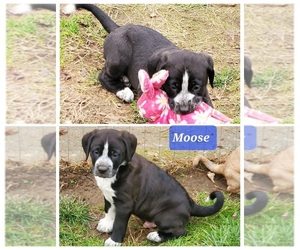 American Pit Bull Terrier-Aussiedoodle Mix Puppy for sale in SALEM, OR, USA